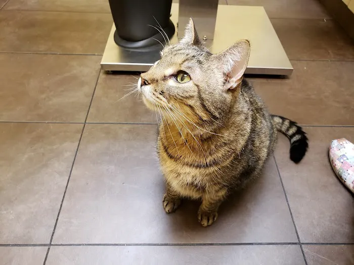 Loyal Companion Animal Care Picture 7