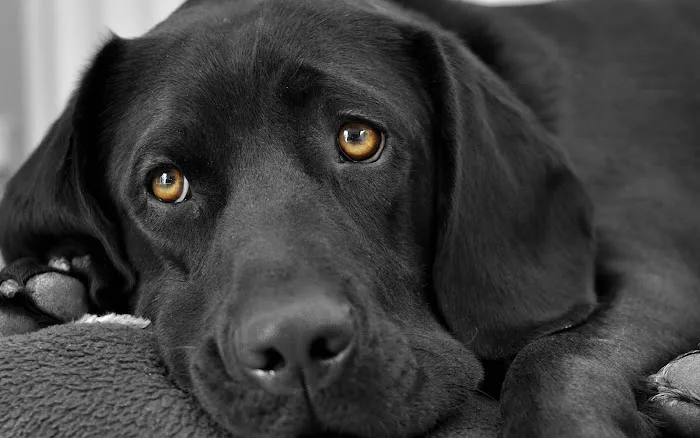 Snoqualmie Ridge Veterinary Hospital Picture 9