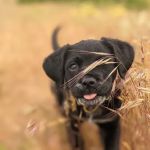 Snoqualmie Ridge Veterinary Hospital