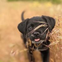 Snoqualmie Ridge Veterinary Hospital ico