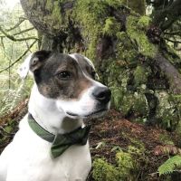 Salish Veterinary Hospital ico