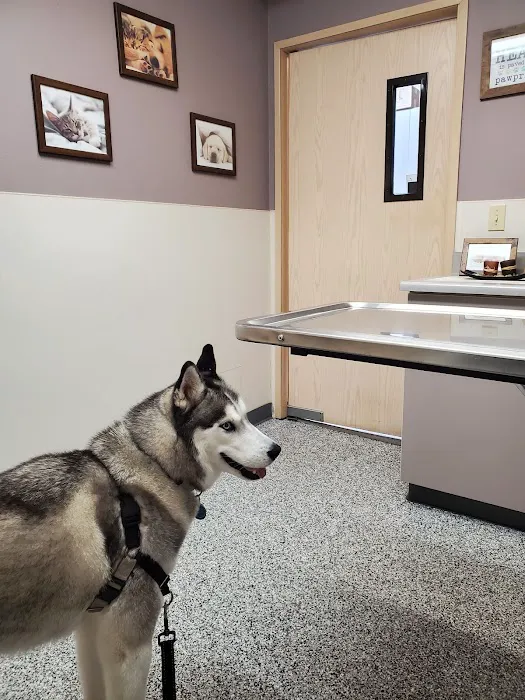Auburn South Veterinary Hospital Picture 10
