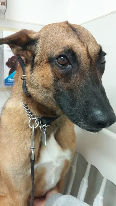 Auburn South Veterinary Hospital Picture 3