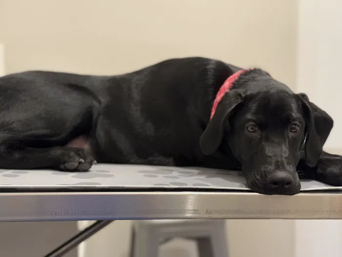 Lakeland Veterinary Hospital Picture 8