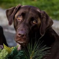 Lakeland Veterinary Hospital ico