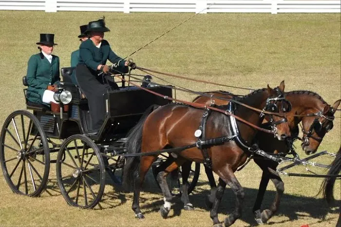 Cedar Springs Equine Veterinary Services Picture 7