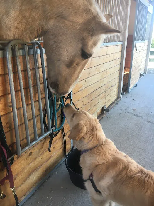 Cedar Springs Equine Veterinary Services Picture 9