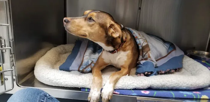 Country Animal Hospital Picture 6