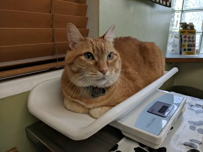 Country Animal Hospital Picture 4