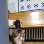Country Animal Hospital