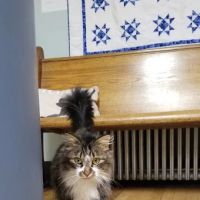 Country Animal Hospital ico