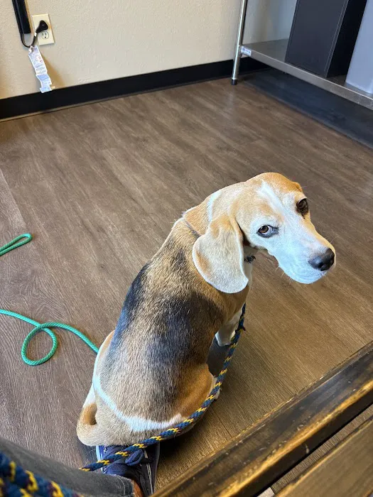 Dill Animal Hospital Picture 1