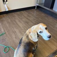 Dill Animal Hospital ico