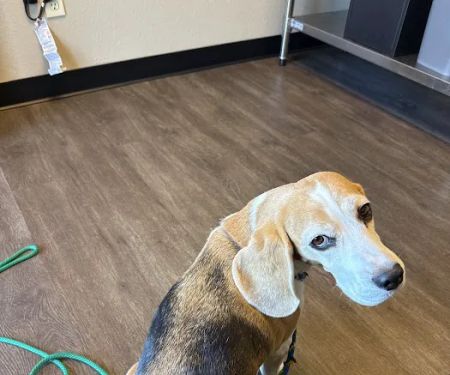 Dill Animal Hospital