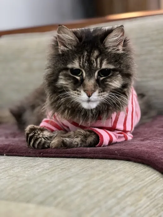 Balanced Paws Veterinary Rehabilitation Picture 8