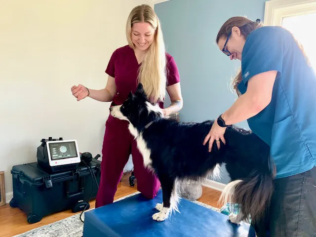 Balanced Paws Veterinary Rehabilitation Picture 9
