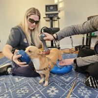 Balanced Paws Veterinary Rehabilitation ico