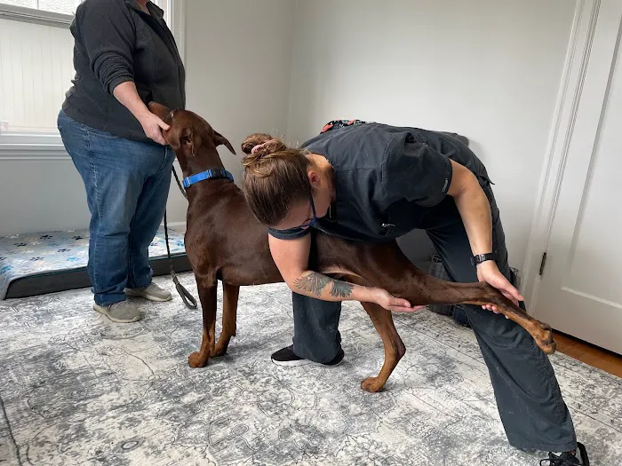Balanced Paws Veterinary Rehabilitation Picture 2