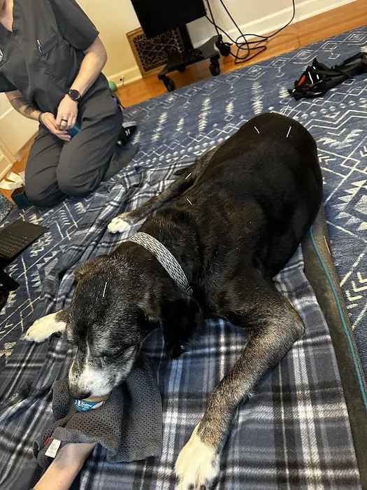 Balanced Paws Veterinary Rehabilitation Picture 5