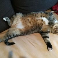 Metropolitan Veterinary Hospital ico