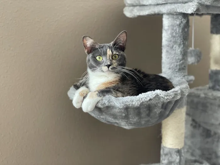 Metropolitan Veterinary Hospital Picture 10