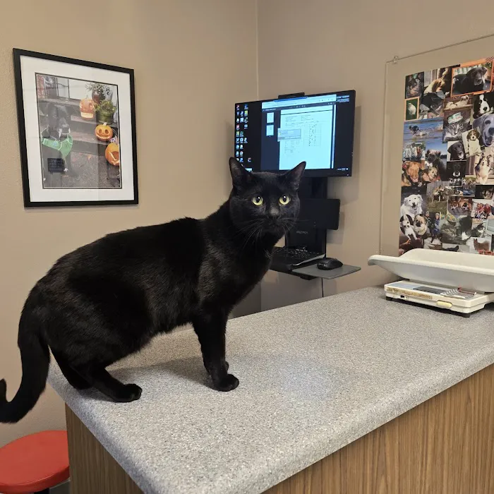 North End Pet Hospital Picture 10
