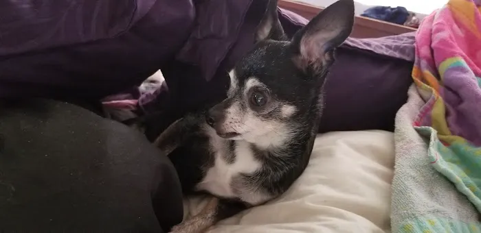Affordable Animal Hospital Picture 3