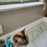 Affordable Animal Hospital