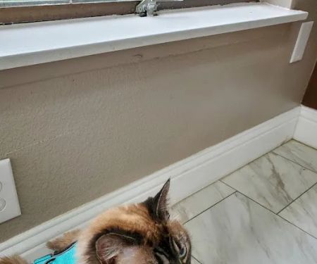 Affordable Animal Hospital