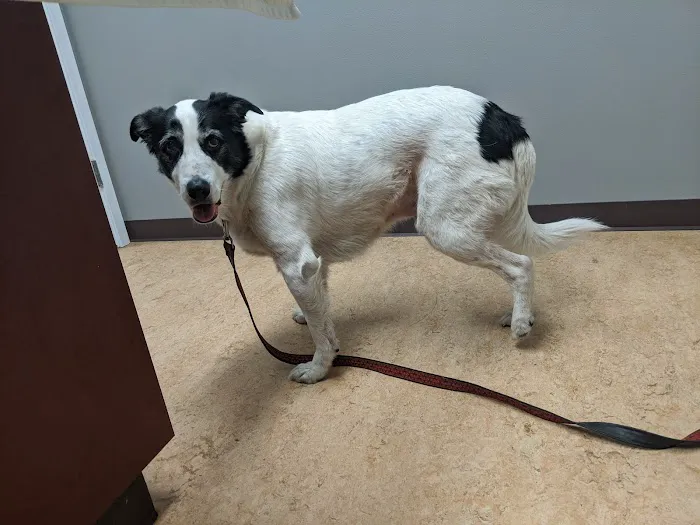 Commencement Bay Animal Hospital Picture 1