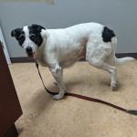 Commencement Bay Animal Hospital