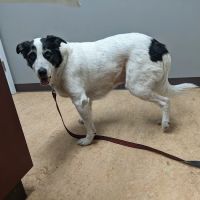 Commencement Bay Animal Hospital ico