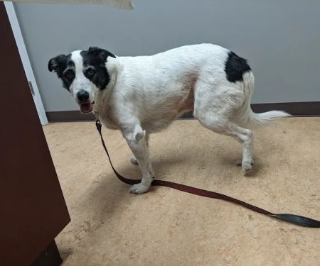 Commencement Bay Animal Hospital