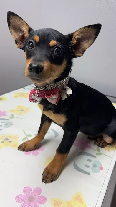 Commencement Bay Animal Hospital Picture 3