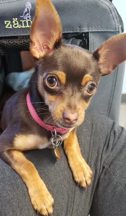 Soundview Veterinary Hospital Picture 9