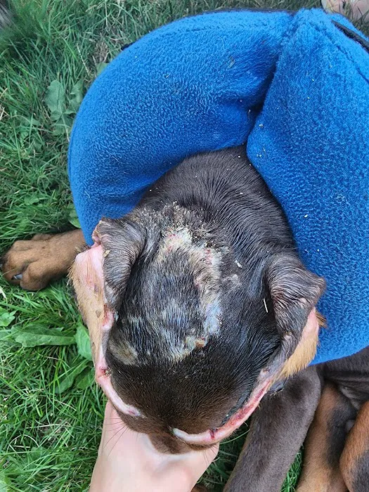 Westgate Animal Hospital Picture 9