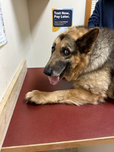 Westgate Animal Hospital Picture 1