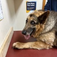 Westgate Animal Hospital ico
