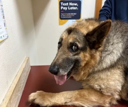 Westgate Animal Hospital