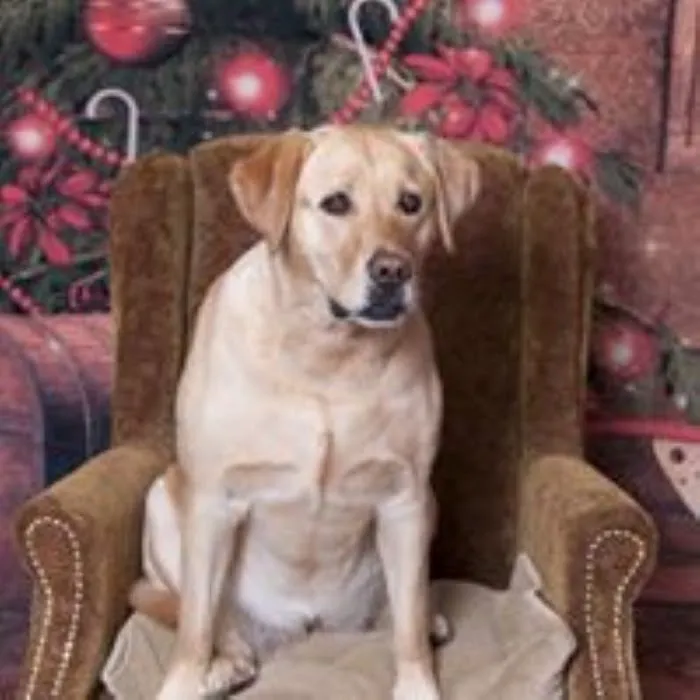 Westgate Animal Hospital Picture 10