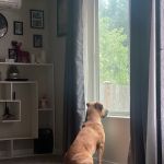 William Gazecki Animal Shelter