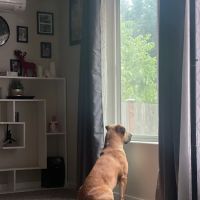 William Gazecki Animal Shelter ico