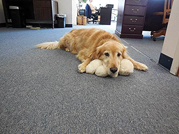 Union Avenue Veterinary Hospital Picture 3