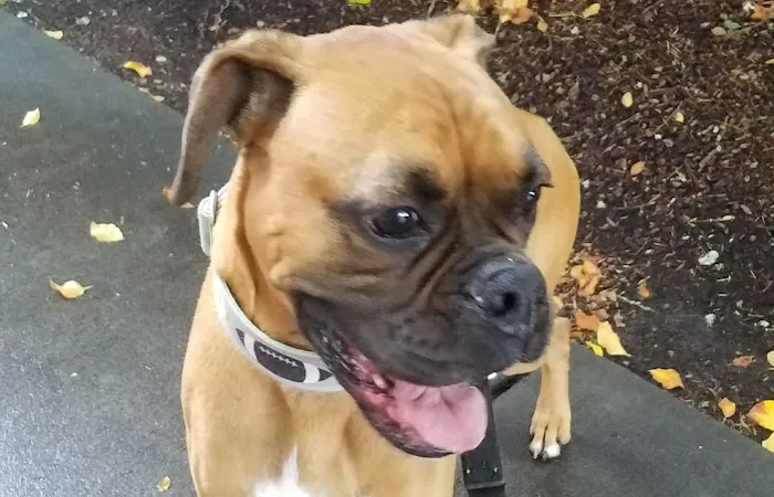 Tacoma Animal Hospital Picture 4