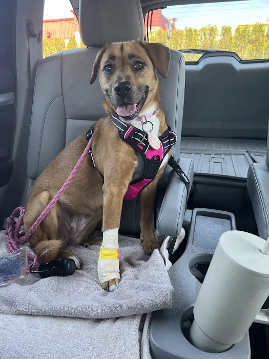 WellCare Animal Hospital +Urgent Care Picture 4
