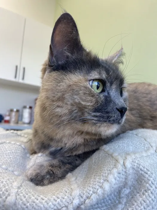 WellCare Animal Hospital +Urgent Care Picture 6
