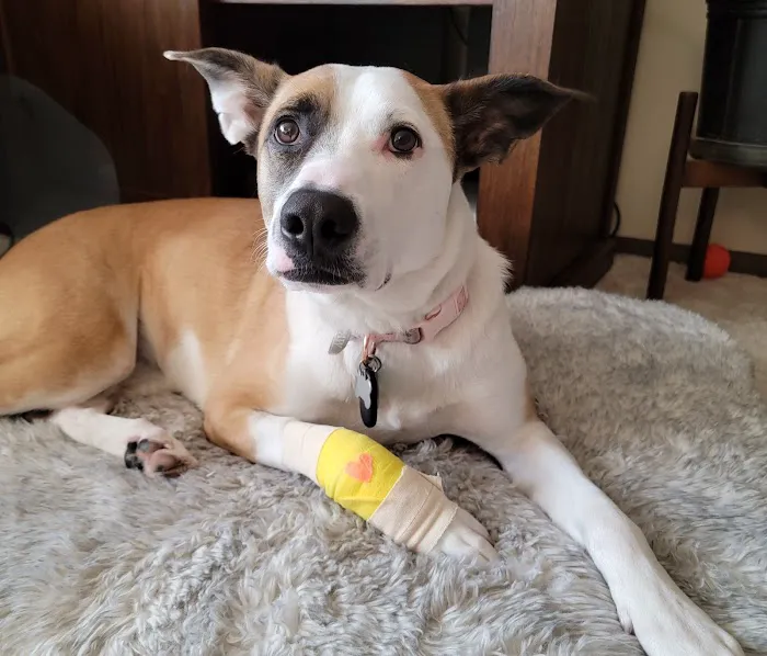 WellCare Animal Hospital +Urgent Care Picture 8