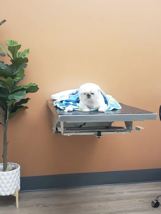 WellCare Animal Hospital +Urgent Care Picture 1