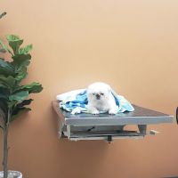 WellCare Animal Hospital +Urgent Care ico
