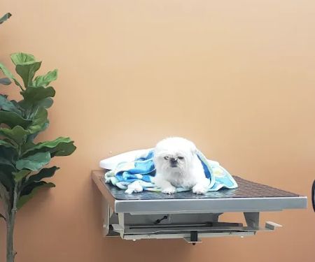 WellCare Animal Hospital +Urgent Care